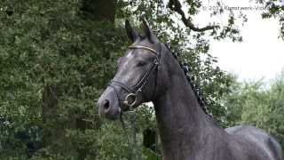 Impressionen der Trakehner Vorauswahlreise 2013 [upl. by Ezar192]