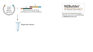 Gibson Assembly Workflow [upl. by Nanny844]