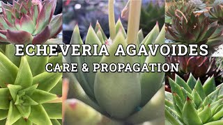 Echeveria Agavoides Molded Wax Agave Care amp Propagation [upl. by Zeuqirdor6]