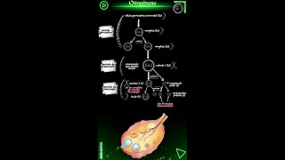 Ovogênese biologia [upl. by Elocim]