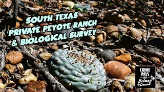 Peyote Survey on Private Land in South Texas [upl. by Boni]