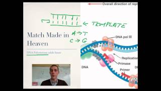 DNA Replication [upl. by Stalker]