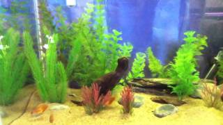 My 20 Gallon Honey Gourami Tank [upl. by Sharp]