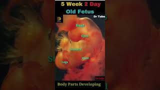 5 Week 2 Days Old Little Fetus is Developing In A Wonderful Way In The Mothers Womb👶 Body part grow [upl. by Cynarra]