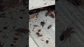 Swarming Boxelder Bugs pestcontrol [upl. by Butte95]