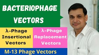 What are bacteriophage vectors  Lambda insertional and replacement vectors  M13 phage vectors [upl. by Talmud]