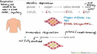 Aerobic and Anaerobic Respiration for AQA 91 GCSE Biology and Trilogy Combined Science [upl. by Kushner79]