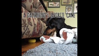 A Dachshunds Favorite Game Crusoe Hides Ball Under Couch [upl. by Evelina978]