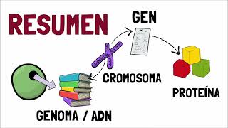 🧬 El ADN y el GENOMA ｜ Explicación científica en minutos 🧬 [upl. by Leanora]