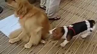 Basset Hound vs Golden Retriever [upl. by Lyret963]