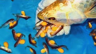 Amazing Arowana Fish Breeding from eggs to fish  Complete Arowana Fish Life Cycle Video [upl. by Gilpin848]