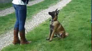 Iyota  Malinois  5 mois  Obéissance [upl. by Nayrbo]