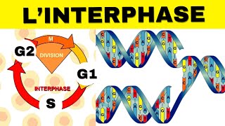 Linterphase les phases G1 S G2 expliquées [upl. by Araz]