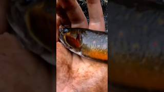 Brook Trout Fishing a Beautiful Waterfall Catch and Cook [upl. by Osnofla]