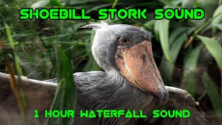 Shoebill Stork Sound  Waterfall and Bird Sounds [upl. by Id505]