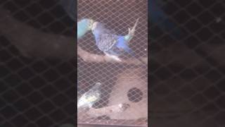 Budgies mating call  Budgies breeding sound shorts budgies [upl. by Snevets]