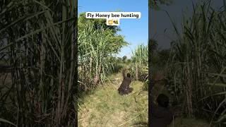 OMG Fly honey bee hunting 🍯🐝 farming honey bee farmer hunting bumblebee honeybee [upl. by Garvy]