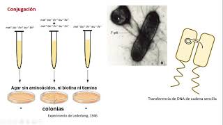 Transferencia horizontal en bacterias  2 [upl. by Mikol]