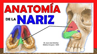 🥇 ANATOMÍA DE LA NARIZ ¡Explicación Fácil y Sencilla [upl. by Glimp]