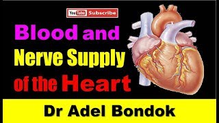 Blood Supply and Nerve Supply of the Heart Dr Adel Bondok [upl. by Caves]