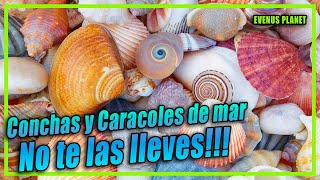 Conchas y Caracoles de Mar No te los lleves a casa [upl. by Hnib]