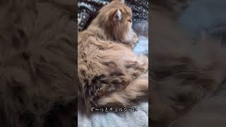 【Persian Cat Chelsea 猫のチェルシー】 Nウォーム [upl. by Eelnayr]