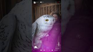 Adorable Owl with Woman owl shortsvideo trending viralvideo [upl. by Welcher]