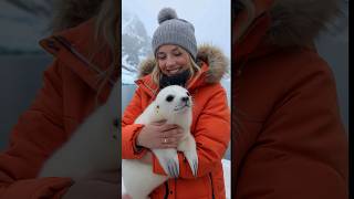 Met a very cute baby seal cuteanimal arcticanimal seal [upl. by Faso728]