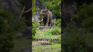 ElephantIntelligence  The Smartest Land Animal with Incredible Memory Elephants AnimalBrains [upl. by Nohs]