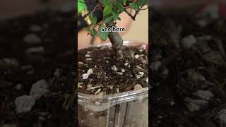 Common bonsai watering mistakes shorts bonsai penjing watering bonsaiforbeginners [upl. by Daggett]