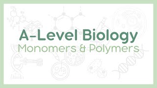 MONOMERS AND POLYMERS  Condensation vs Hydrolysis reactions  ALevel Biology AQA OCR Edexcel [upl. by Dave116]