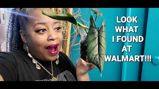 Look what I found at Walmartcom The Alocasia Scalprum [upl. by Moselle]