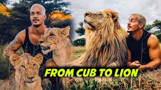 Lion Story From Baby Cub SNOW NAYLA LEO Dean Schneider Lions [upl. by Assirehc]