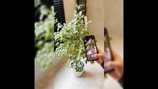 AI Identifies Flowers in Seconds 🌸  AI Assistant [upl. by Nehemiah]