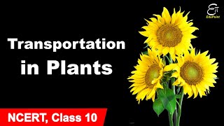 Transportation in Plants  Life Processes  7  in Hindi for Class 10 [upl. by Callas]