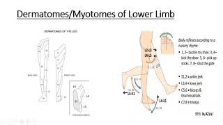 Gross anatomy Lower Limb Dermatomes amp Myotomes of Lower Limb [upl. by Amalbena]