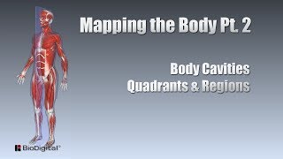 Mapping the Body Pt 2 Cavities Quadrants Regions [upl. by Gabriella]