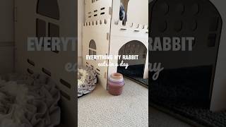 What Oakley eats in a Day 🐰  pets bunnylife whatieatinaday asmr petcare [upl. by Nicki]