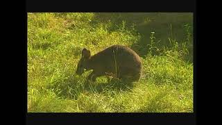 Notamacropus Macropus eugenii  Кенгуру тамар  Тammar wallaby [upl. by Uhej671]