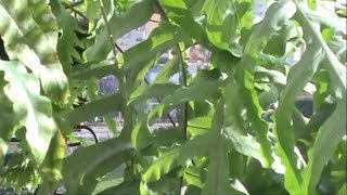 Polypodium Aureum Mandaianum  Plants with large leaves [upl. by Landy]