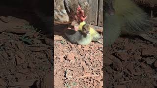 Muscovy ducklings [upl. by Ybeloc853]