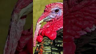 Turkey Sound Effect Gobble Gobble Noises shorts [upl. by Clifton]