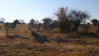 A Herd Of Zebras Resting On The Ground [upl. by Daune]