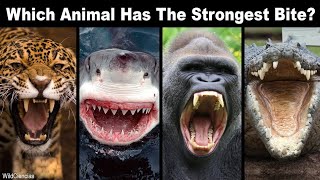 10 Animals With UNBELIEVABLE Bite Strength l animal bites l strong jaws l animal comparison l jaws [upl. by Otes221]