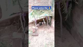 😳shorts trending puppy viralvideo subscribe viral village farming like pandavas help [upl. by Ahsaeyt]