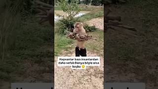 Bu maymunun Yaptıkları Şok etti😲 hayvanlar [upl. by Ennaillij953]