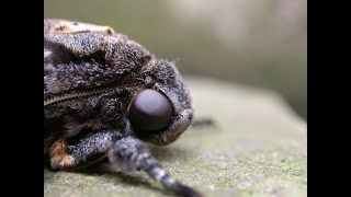 The moth that squeaks  the Deaths head Hawk moth [upl. by Jahdol]