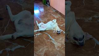 Smile plz 😁 shorts dog funny trending new doglover pets entertainment subscribe animals [upl. by Templas]