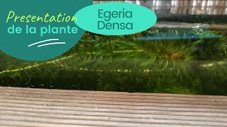 Egeria densa  plante  aquarium eau douce [upl. by Eilzel]