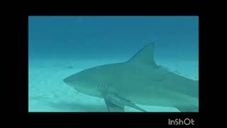 Bull Shark diving Playa del Carmen Cancun Cozumel Mexico [upl. by Amby]